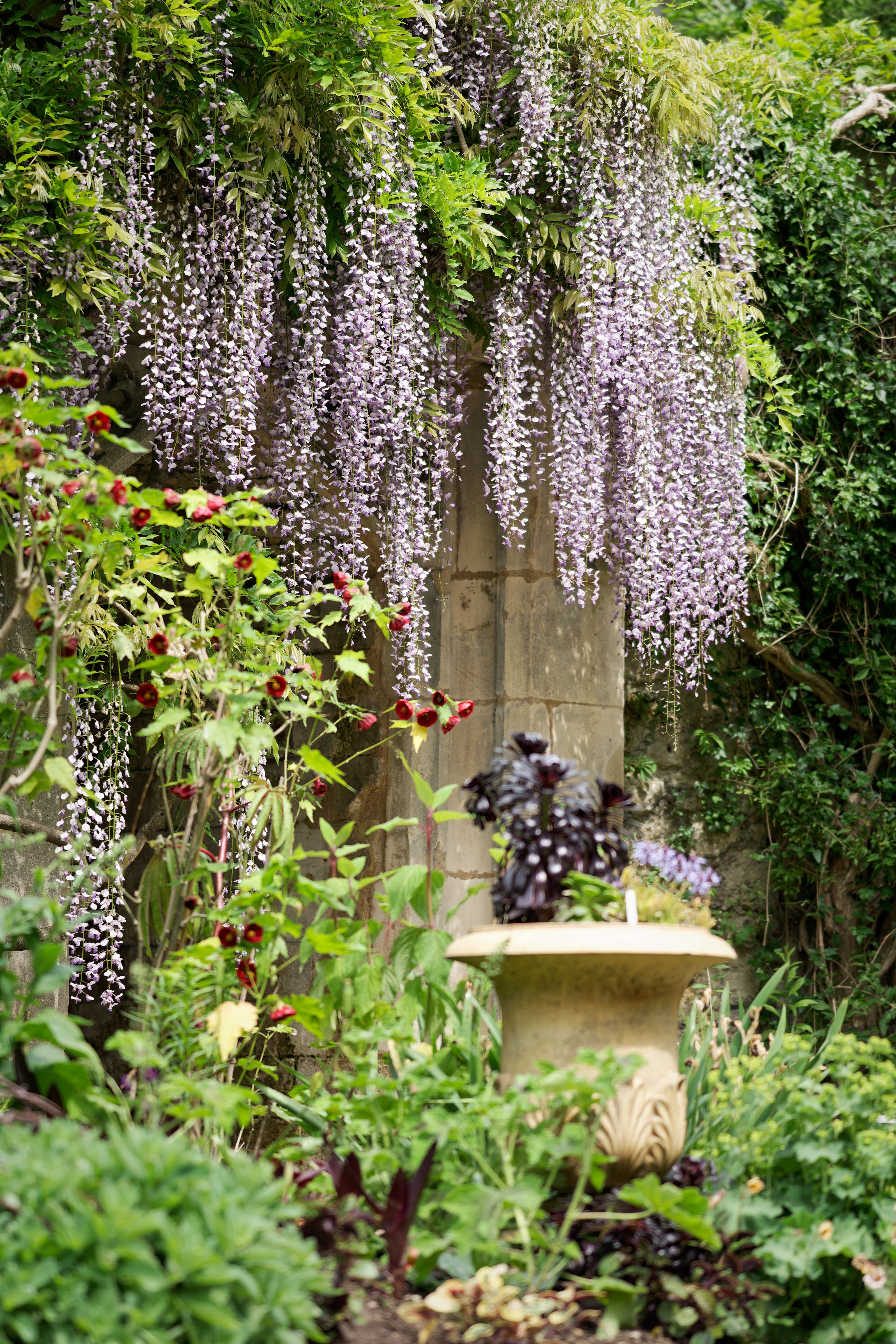 Purple wisteria flowers over a Worcester gateway
